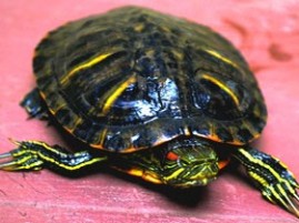 Tortoise